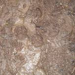 Animal Tracks