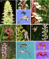 Image result for Satyrium macrophyllum