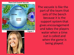 Check spelling or type a new query. Cell Volleyball Team Kendall Jones D Dyer Ppt Video Online Download