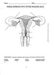 Blank diagram of human reproductive systems. Pin By Agc On Worksheets Female Reproductive System Reproductive System Reproductive System Organs