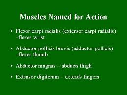 Place your finger on your eyebrows at. The Muscular System Human Anatomy Definition A A