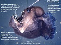 Meet The Black Seadevil Isn T She Beautiful Angler Fish Deep Sea Creatures Angler Fish Facts