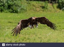 Birds Of Prey Digital Release Date Golden Eagle Flies Over A Green Meadow Large Bird Of Prey With Wingspan Of About 2 4 Meters Stock Photo In 2020 Golden Eagle Flying Largest Bird Of Prey Golden Eagle