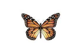 Monarch Butterfly Paintable Project Digital Download Monarch Butterfly Tattoo Monarch Tattoo Butterfly Drawing
