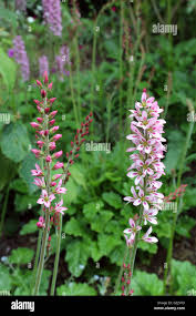 Image result for Melianthaceae