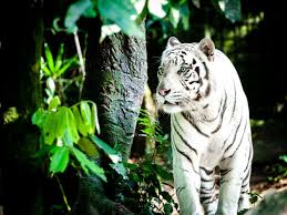 We did not find results for: What Is A White Tiger Answered Twinkl Teaching Wiki