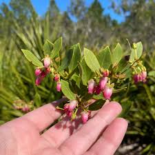 Image result for Dovyalis lucida