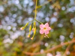 Image result for Commicarpus chinensis