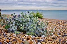 130 Best Sea Holly ideas