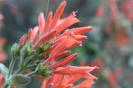 Image result for Dicliptera