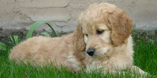 Goldendoodle Dog Information Pictures Dogexpress