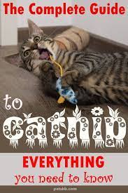 What Is Catnip And Why Do Cats Love It Cat Love Catnip Cats