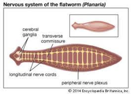 phylum platyhelminthes characteristics examples questions