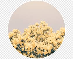 We did not find results for: Yellow Aesthetics Flower Pastel Flower Purple Blue Aesthetics Png Pngwing