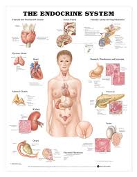 the endocrine system anatomical chart