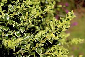 Leaf tips and margins yellow and redden as leaves fall prematurely. The Leaves Are Turning Yellow On My Boxwood Hunker Boxwood Hedge Buxus Sempervirens Boxwood Landscaping