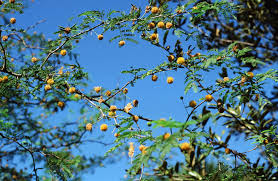 Image result for Acacia fleckii