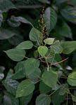 Image result for Acalypha racemosa
