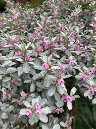 Image result for Podalyria