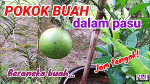 Tanaman buah dalam pot menjadi inovasi baru dalam bidang pertanian terkait lahan sempit, prosesnya juga mudah dan cepat berbuah. Pokok Buah Dalam Pasu Youtube