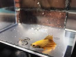 Halfmoon Betta 2020 Betta Yerler