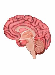 Check spelling or type a new query. Brain Human Brain Diagrams And Detailed Information