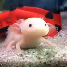 High Ping Gaming Video Axolotl Cute Axolotl Cute Animals