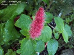Image result for Acalypha bipartita