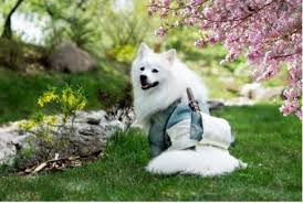 Dog Grooming In Orlando Fl
