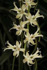 Image result for Tridactyle gentilii