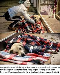 Istanbul stray dogs find warmth and love