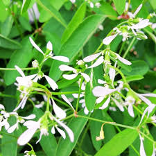 Image result for Euphorbia graminea