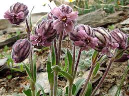 Image result for Silene kiwuensis