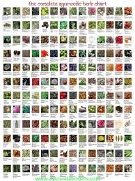 complete ayurvedic herb chart ayurvedic herbs medicinal