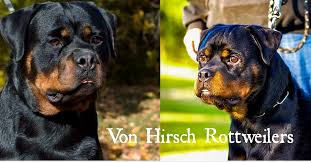 We are dedicated to preserving the rottweiler breed and are code of ethics rottweiler breeders. Rottweiler Puppies For Sale Imported Parents World Class Bloodlines