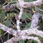 Image result for Osyris compressa