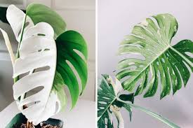 When it arrived barerooted, the leaves were a little beat up but the stem looked healthy & the roots looked good. How The Variegated Monstera Became An Instagram Obsession Plant Care Tips And More La Residence