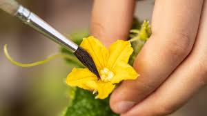 Image result for male flowers cucumber
