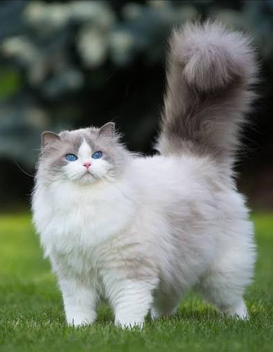 Alguien que sepa donde puedo conseguir gatos Angora?? Me pueden escribir  porfa