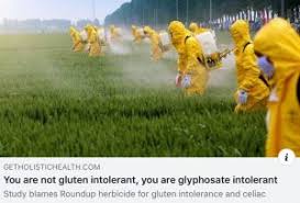 Our article helps you to find the best one weed killer is a powerful herbicide that you sprinkle over your lawn to rid it of these pesky plants but without killing your grass. Most U S Farmers Don T Spray Glyphosate On Wheat Agdaily