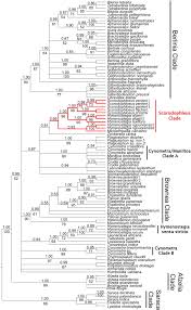 Image result for Scorodophloeus