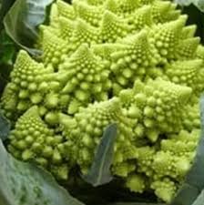 Disebut sayur silangan karena kembang kol memiliki empat kelopak bunga yang mebentuk silang sama seperti jenis tanaman brassica lainnya. Kembang Kol Romanesco Menyemai Benih Bijinya Andra Farm