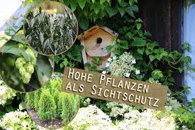 Related posts of immergrüne winterharte kübelpflanzen als sichtschutz. 11 Hohe Pflanzen Als Sichtschutz Garten Und Kubelpflanzen