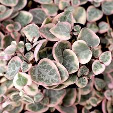 Image result for Ceropegia burchelliana