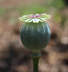 Image result for Poppy Red 1995 AAV