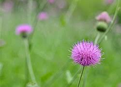 Image result for Cirsium  buchwaldii