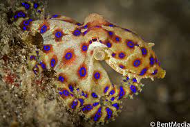 An Individual Blue Ringed Octopus Tends To Use Its Dermal Chromatophore Cells To Camouflage Itself Until Provoked At Which P Blue Rings Octopus Octopus Tattoo