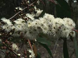 Known as the king of eucalyptus, eucalyptus radiata essential oil has a softer aroma compared to other varieties of eucalyptus. Eucalyptus Radiata Trees And Shrubs Online