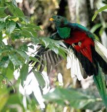 Algunos quetzales tienen el plumaje más azulado. El Quetzal Simbolo Patrio Prensa Libre