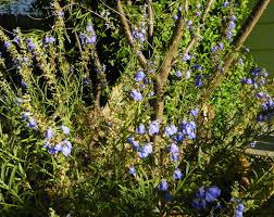 Image result for Halopegia azurea